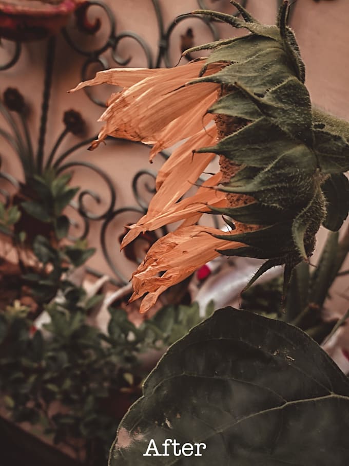 edit your photos in adobe lightroom