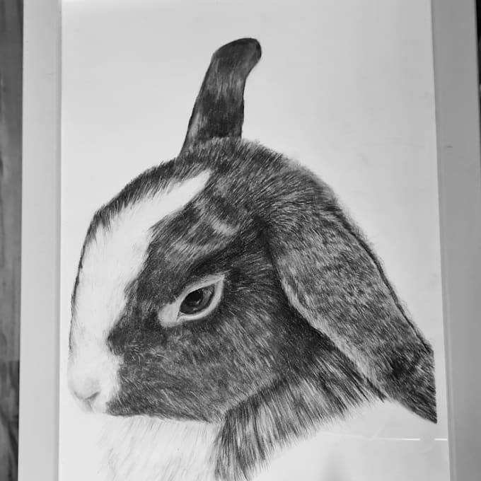 Create A Pet Portrait Or Any Other Drawing For You By Virilla Fiverr create-a-pet-portrait-or-any-other-drawing-for-you-by-virilla-fiverr