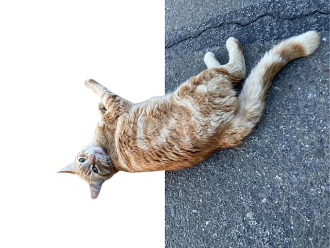 remove the background of images