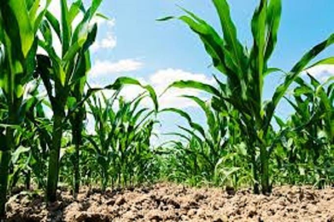 write articles related to agriculture and food security