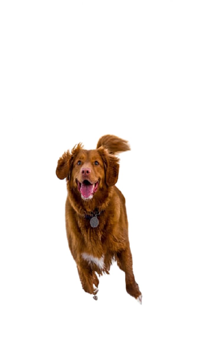 cut out or remove background professionally