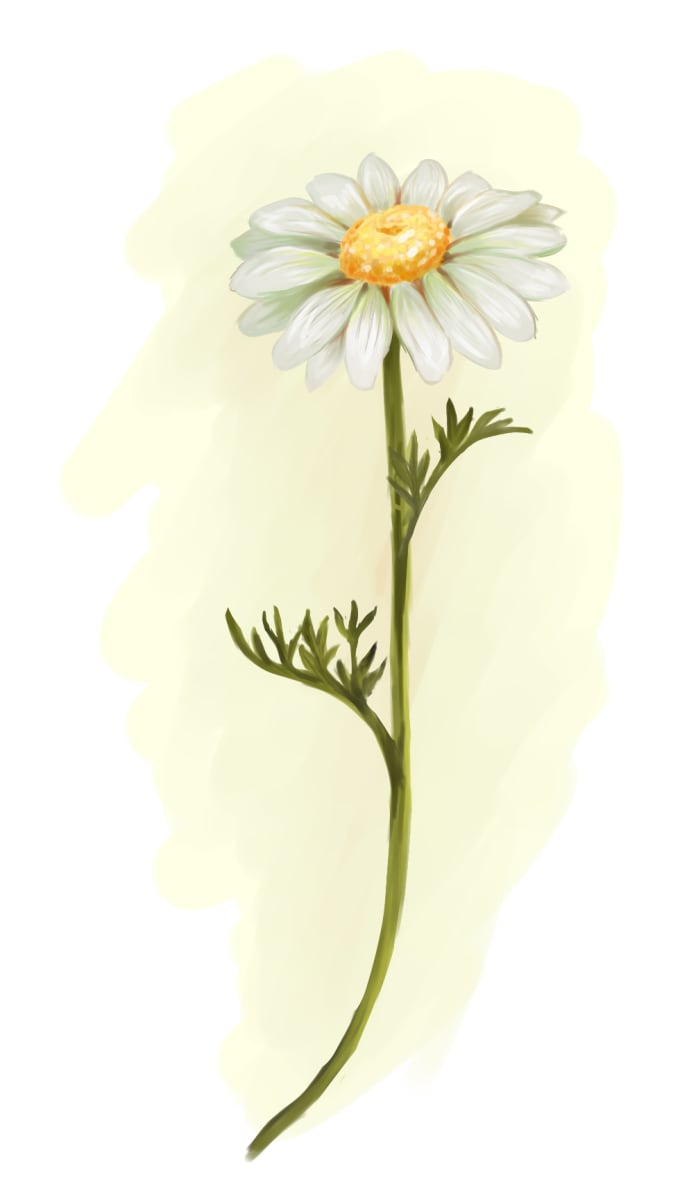 Draw Realistic Plants And Flowers Digitally By Harrietrodis Tulips, roses, daffodils, hydrangea, snowdrops, apple blossoms! draw realistic plants and flowers