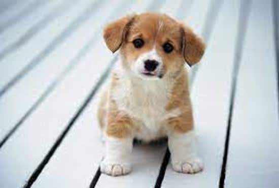 write best captivating content for your pet care business