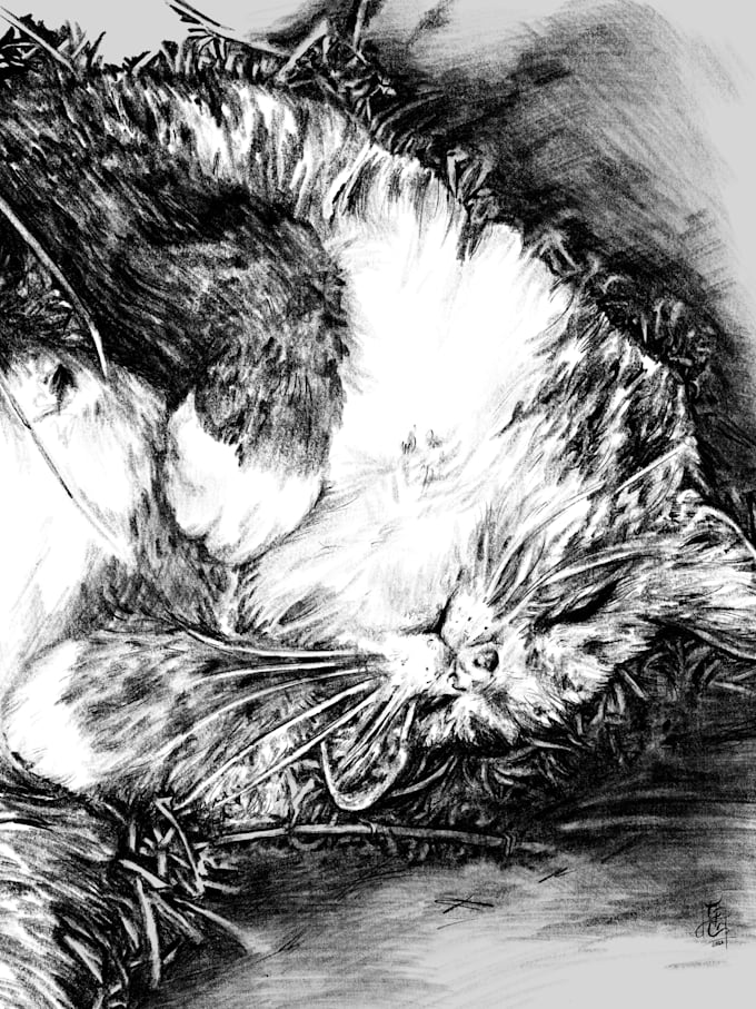 digitally sketch your pet