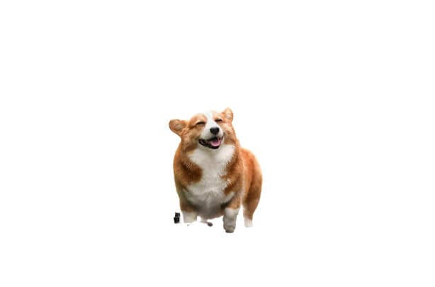 remove bg in your photo