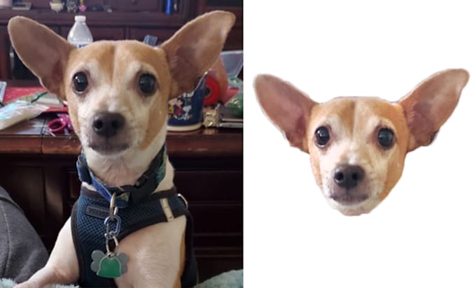 crop out 100 images head within 12 hours