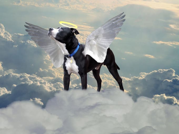 give a pet psychic reading communication any issues best