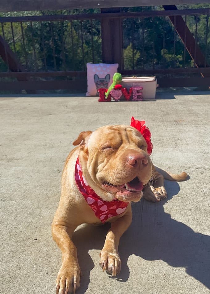 Have my shar pei mixed dog model your products by Danielarodri505