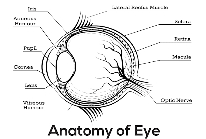 draw professional anatomy and medical illustrations