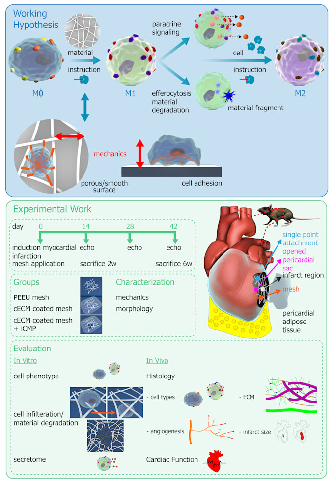do scientific illustrations and drawings for publications