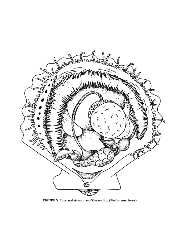 Draw Scientific Biology Diagrams By Lisavoll Fiverr Draw Scientific Biology Diagrams By Lisavoll Fiverr