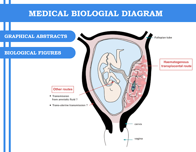 draw scientific illustrations, infographics, figures for graphical abstract