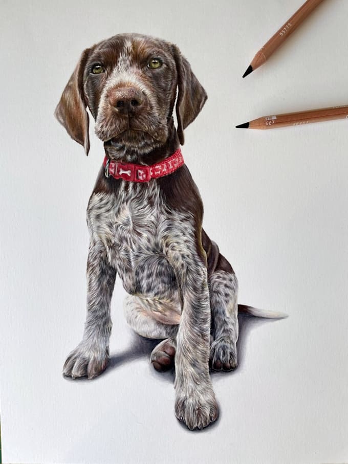 Coloured pencil pet portraits by Emmadrawsstuff Fiverr