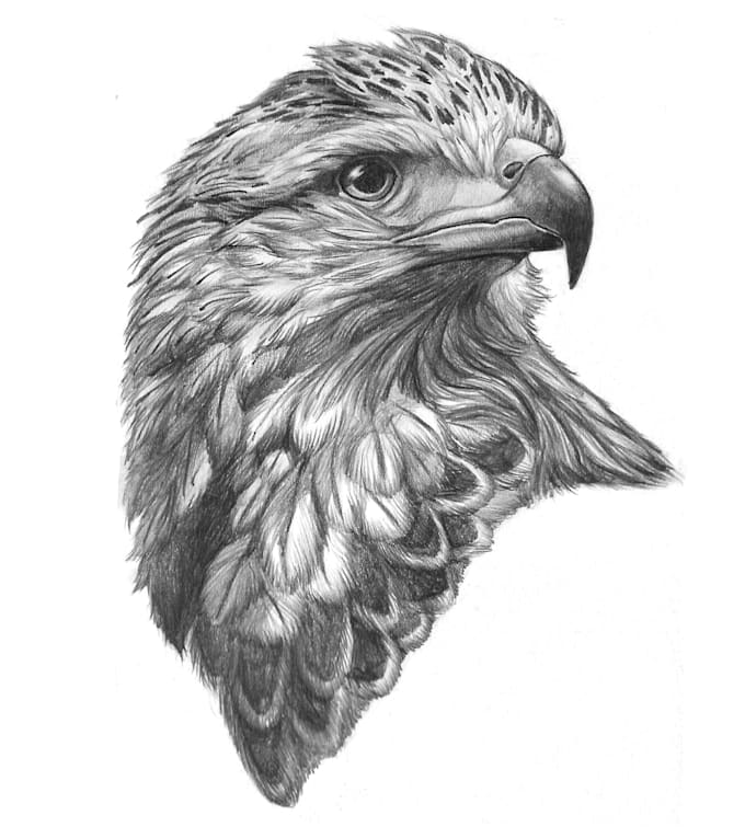 create illustration made with graphite pencil