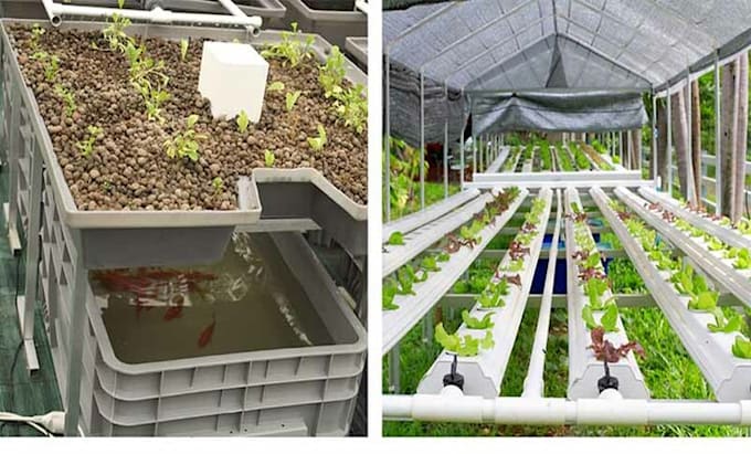 write top notching content about aquaponic, hydroponic, and aeroponic
