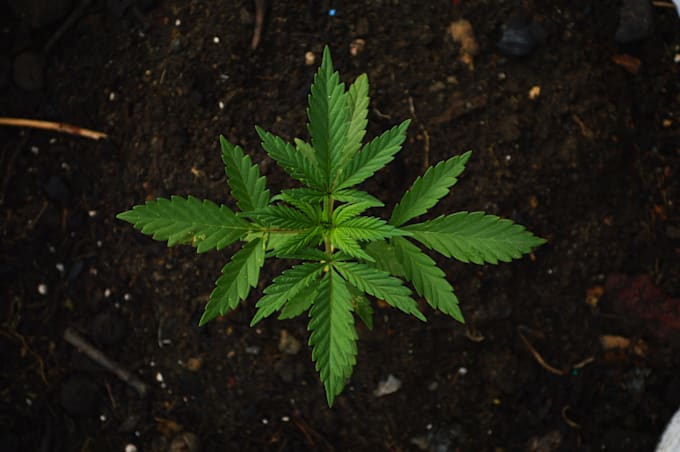 write articles on cbd, marijuana, hemp and vape mods