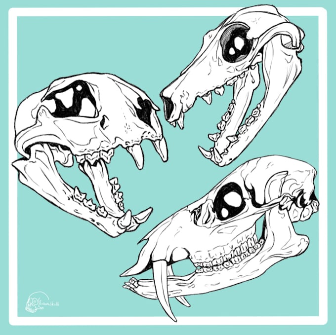 draw digital lineart illustrations of skulls, insects, animals
