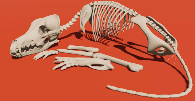 create 3d models of bones skulls and skeletons