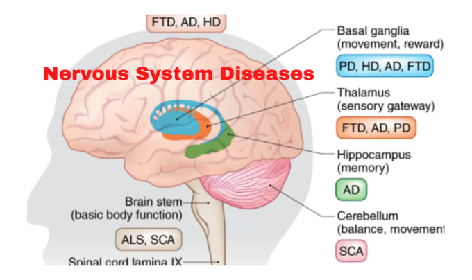 be your online tutor for neurobiology