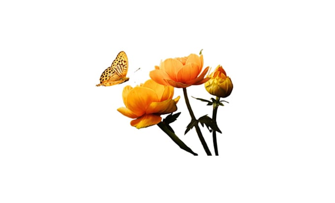 Make Transparent Background In Png Format By Nathashag Fiverr Make Transparent Background In Png Format By Nathashag Fiverr