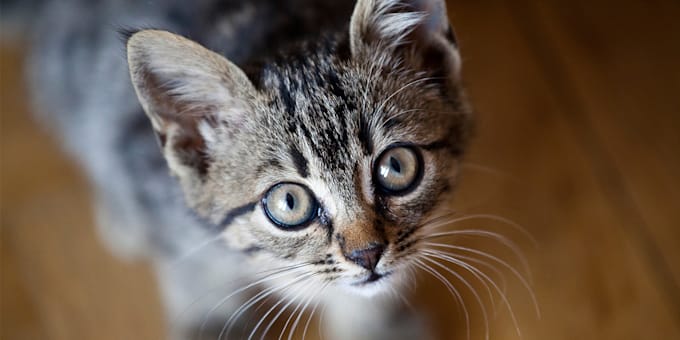 give a powerful pet healing or pet psychic reading