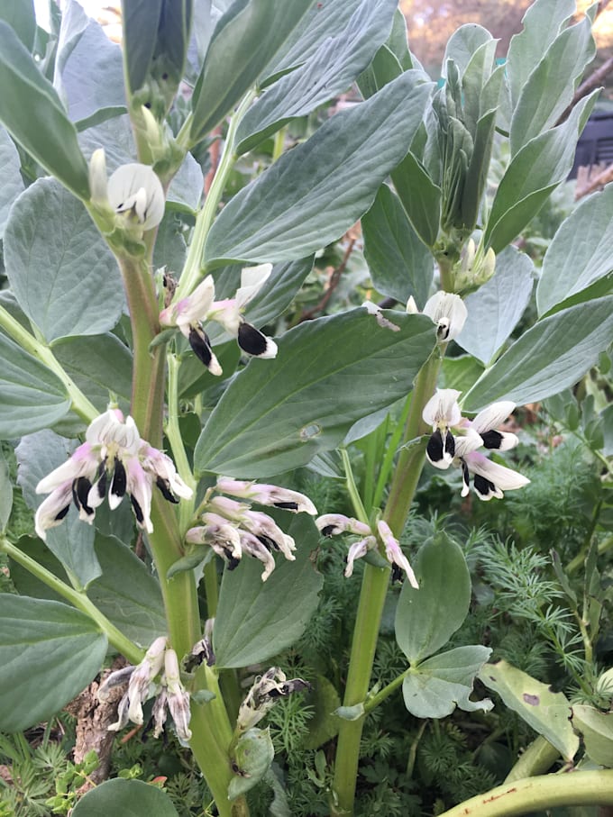 advice for vegetable garden, with permaculture
