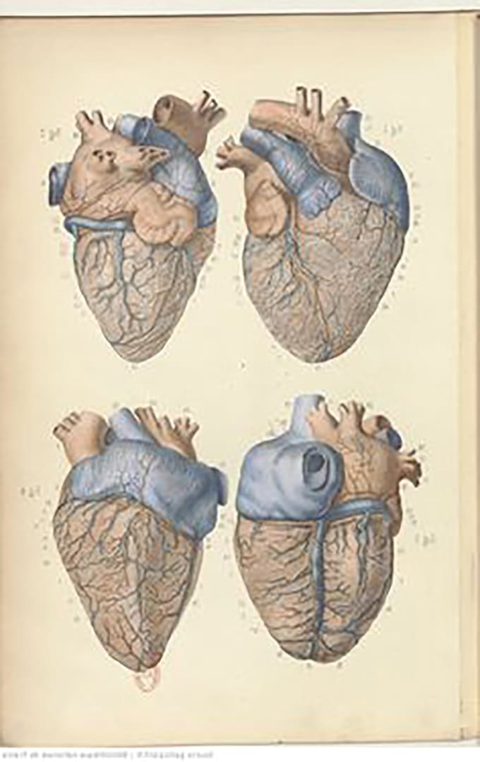 make anatomy illustration for you any style