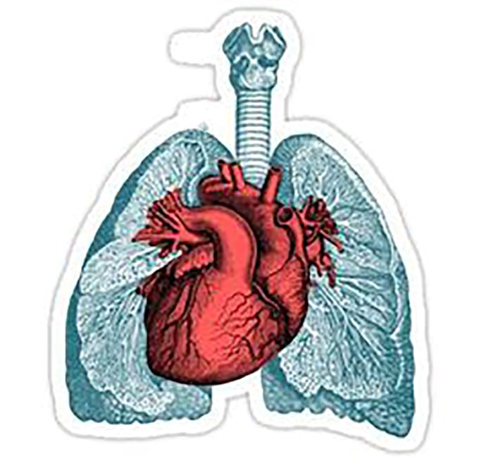 Make realistic medical or anatomy drawings by Daradrms Fiverr