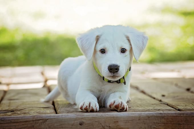 write pet articles, dog blog, cat and pet blogs