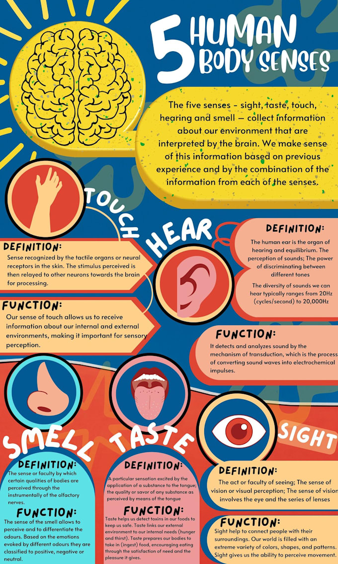 design a professional infographic design bifold and trifold