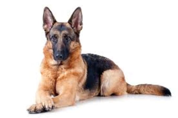do research on veterinary medicine and animal breeding