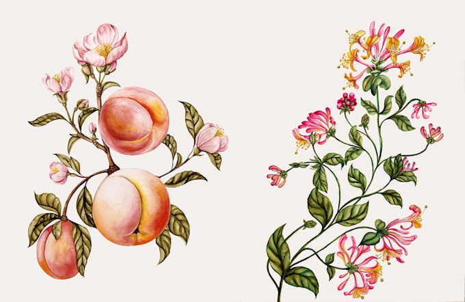 paint watercolour botanical illustrations