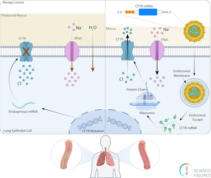 create scientific illustrations for your next project