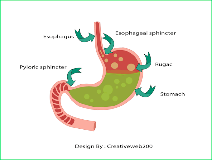 professional medical illustrations, drawings, and exercises