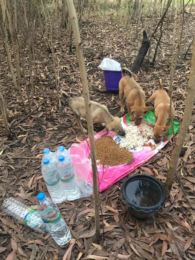 Give food for stray dogs in thailand by Pipat23 Fiverr