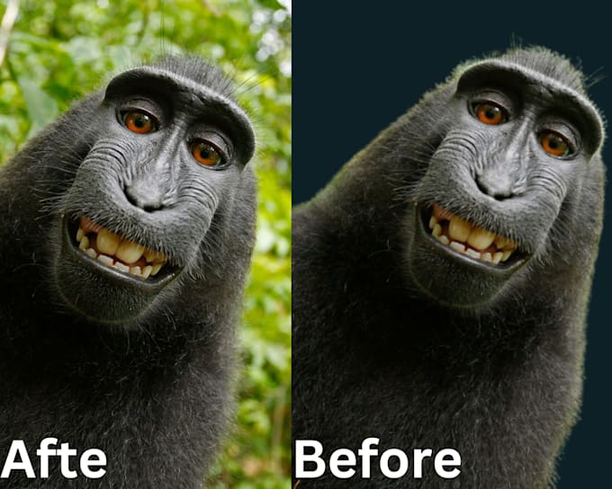 cut out image backround removal professional