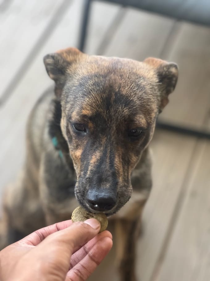Brindle greyhound sale german shepherd mix