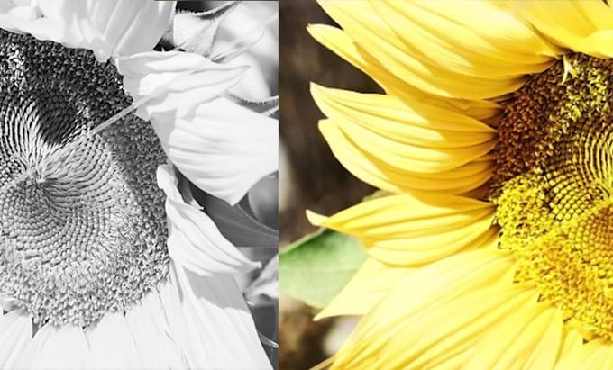 transform your photo or image from black and white to color