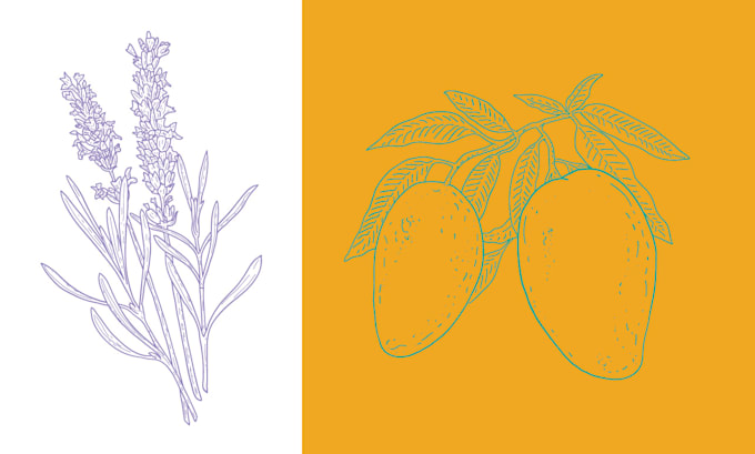 create detailed botanical vector line art illustrations