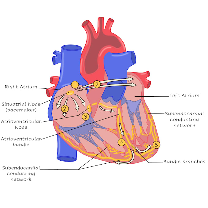 make scientific illustrations for you