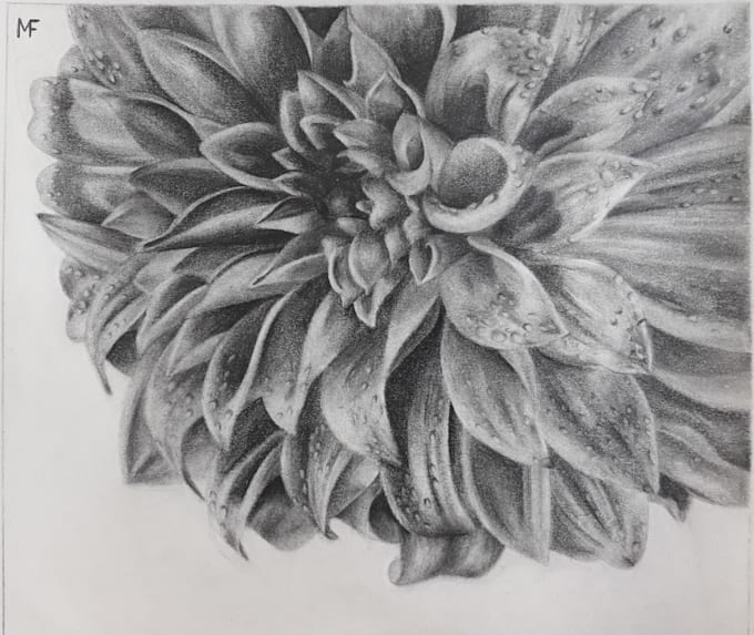 create a nature or scientific illustration
