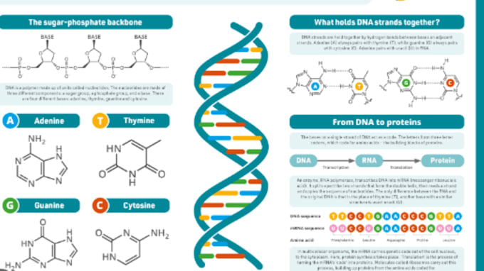 Assist you in biochemistry and scientific writing by Ayeshajavaid855 ...