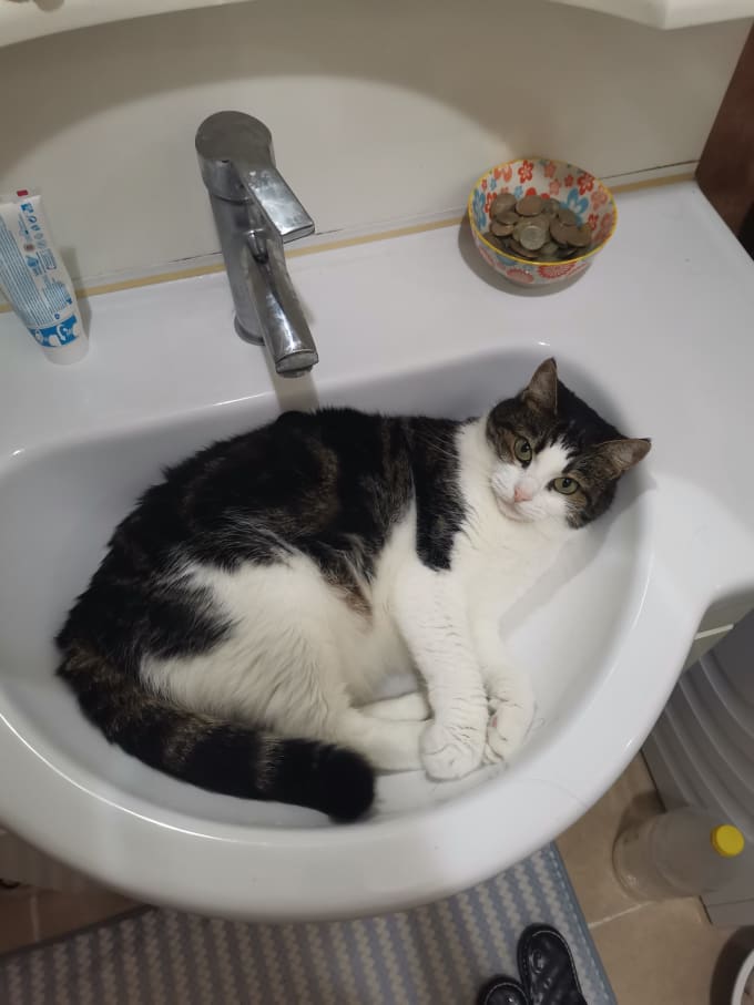 Sell shop my cat