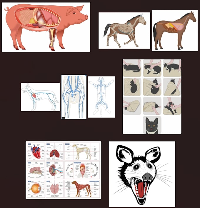 do medical and scientific illustrations