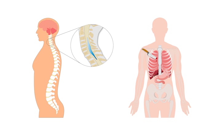 create medical and scientific illustrations for journals, publications and books