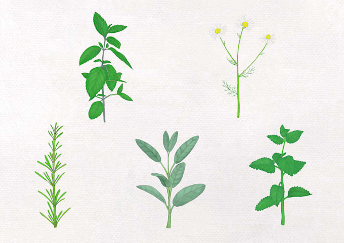 create illustration of plants, flowers, fruits and mushrooms