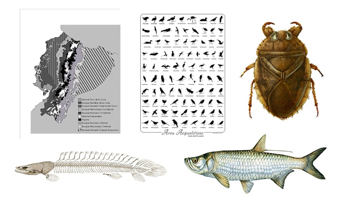 create scientific illustrations for articles and papers