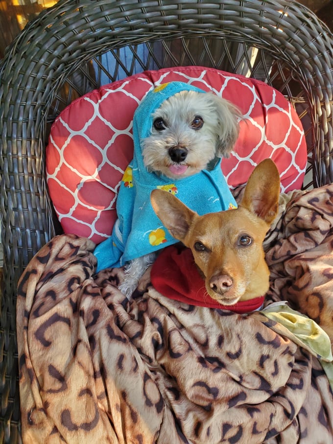 have my dogs be your models