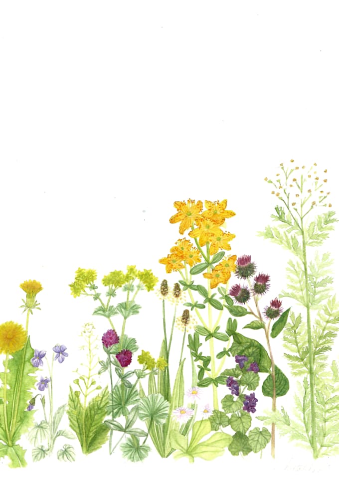 paint botanical illustrations with custom quality watercolours