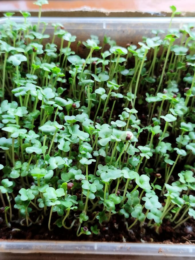 create your home garden microgreens vegetables and plants